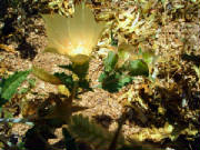 desertflowerwithpaintshopadded.jpg
